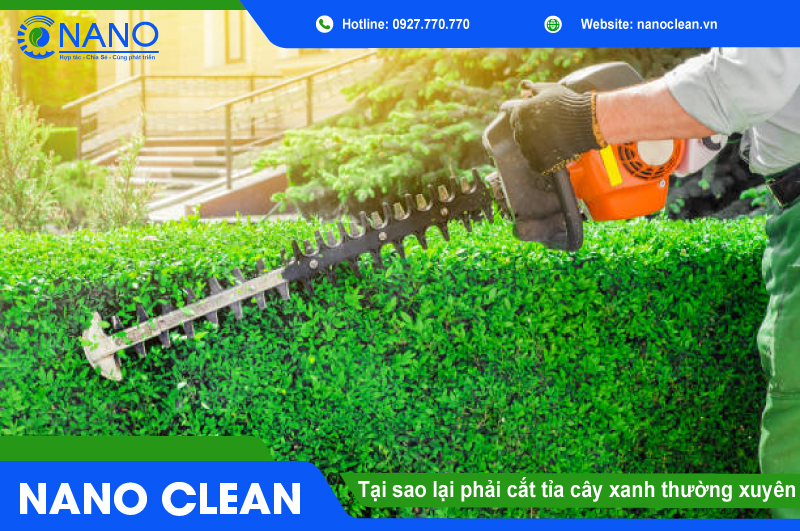 Tại sao lại phải cắt tỉa cây xanh thường xuyên? Tại sao lại phải cắt tỉa cây xanh thường xuyên?